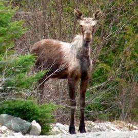 Spring moose yearling