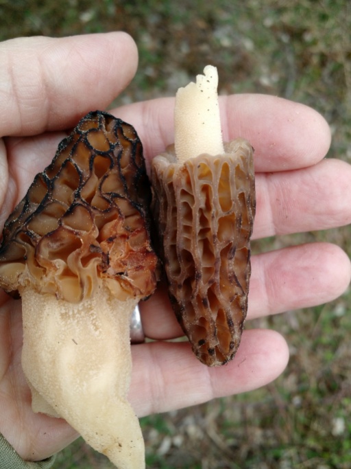 Morels of all sizes