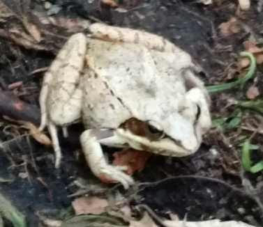 Tree frog in my trail
